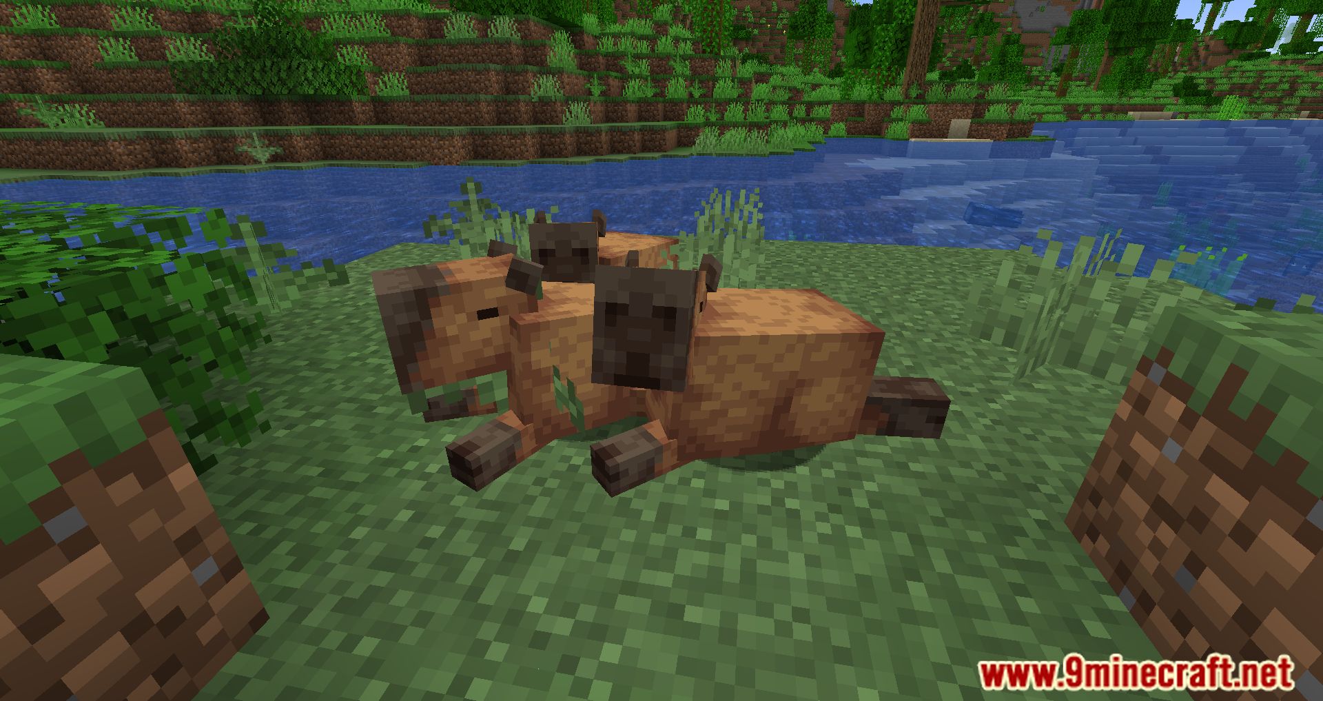 description_1 Capybara Mod 1.20.2 - New creatures in the jungle