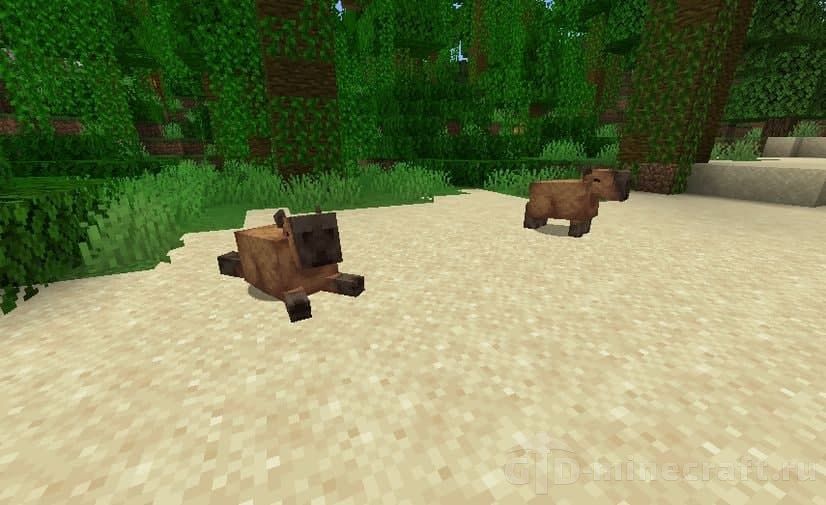 description_1 Capybara.