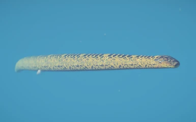 image 1 for