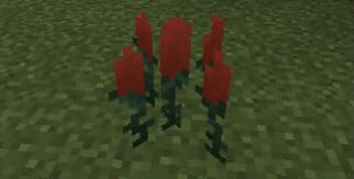 description_2 Diversity of biomes.