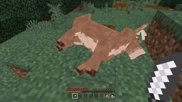 description_5 Hunting.