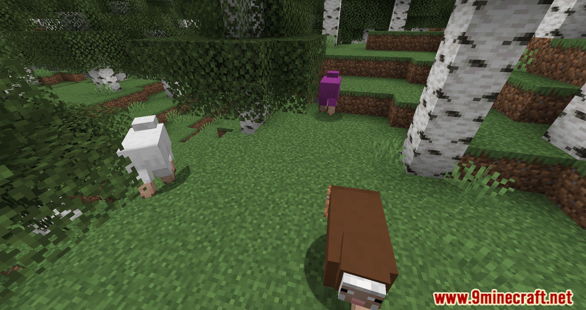 description_5 Random Sheep Colours Mod 1.20.4 - добавьте ярких красок в ваше стадо