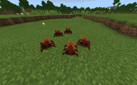 description_6 Insects.