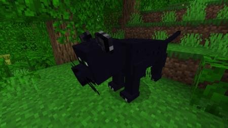 description_1 Big cats.