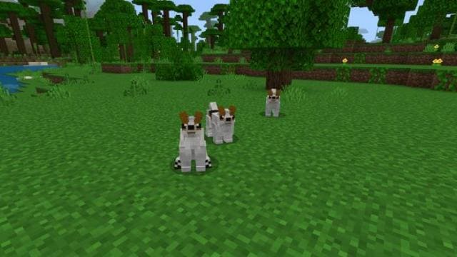 description_21 Dog breeds.