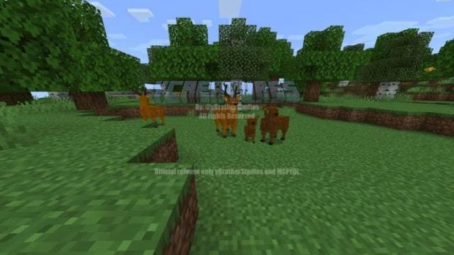 description_14 Больше животных.