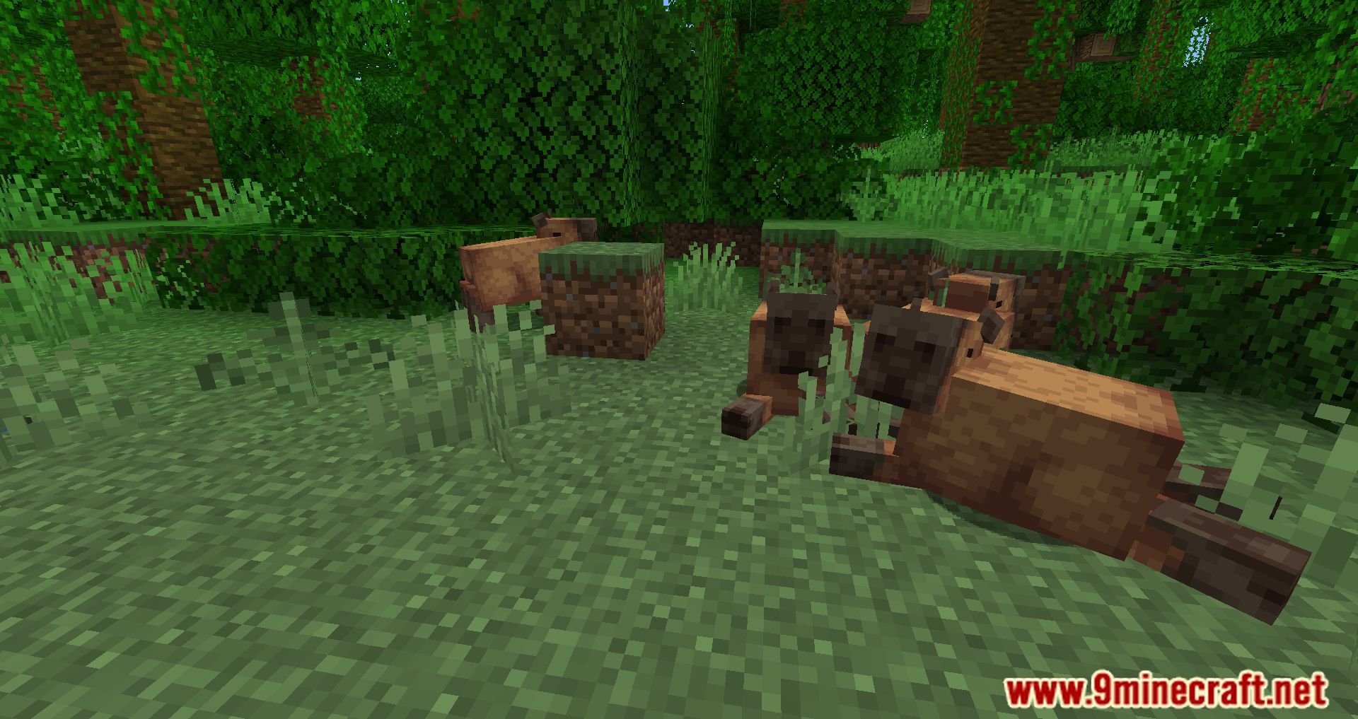 description_2 Capybara Mod 1.20.2 - Новые существа в джунглях
